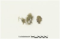 藏品(細鱗蘚屬)的圖片